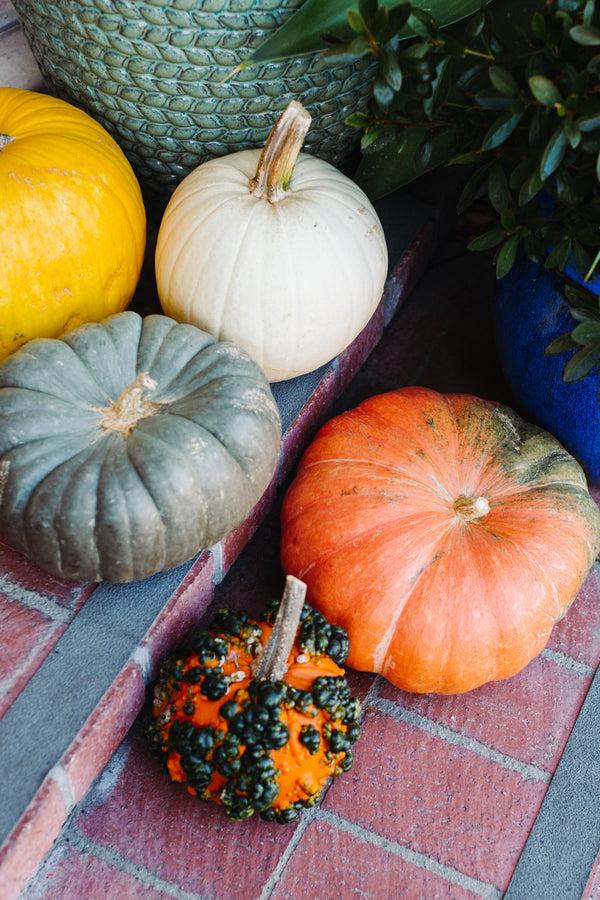 Colorful fall and autumn pumpkins on doorstep, The Santa Barbara Company 